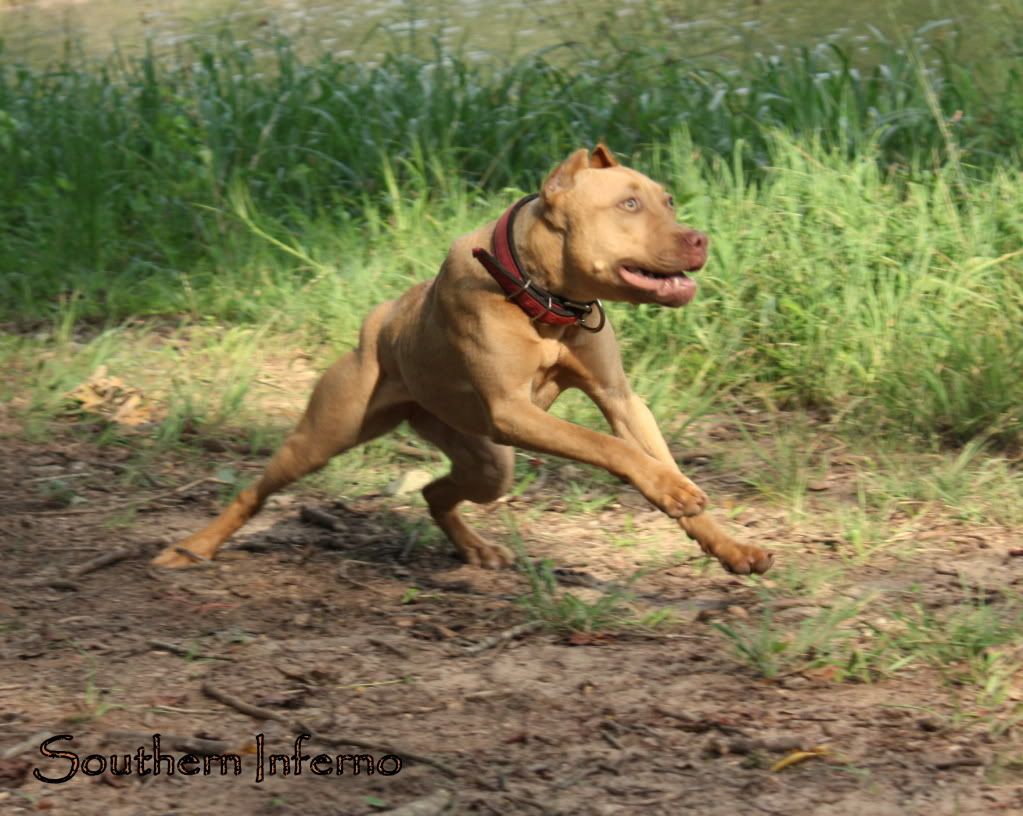 Irish Rage Pitbulls Go Pitbull Dog Forums